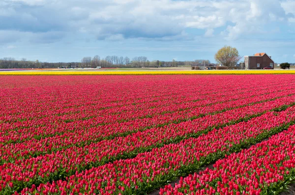 Belo campo de tulipa rosa — Fotografia de Stock