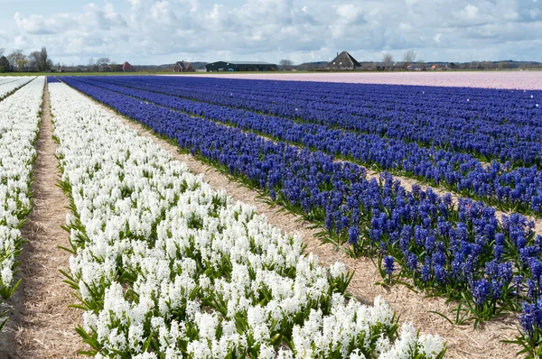 Krásná holandská bílé a modré Hyacint pole — Stock fotografie