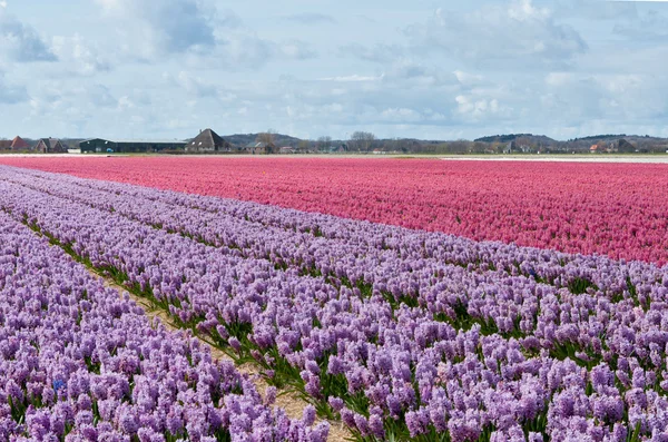 Beautiful Dutch hyacinth field — Stock Photo, Image