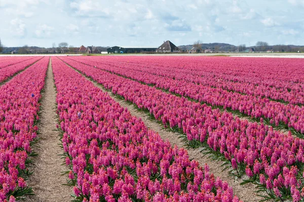 Krásná holandská Hyacint pole — Stock fotografie