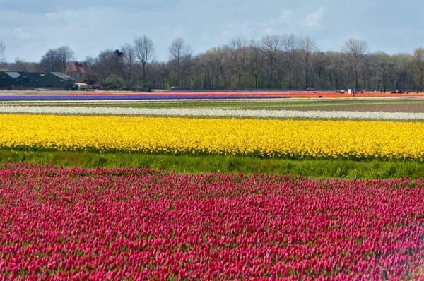 Bellissimo campo di tulipano colorato — Foto Stock