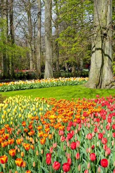 Beautiful spring flower bed in park garden — Stock Photo, Image