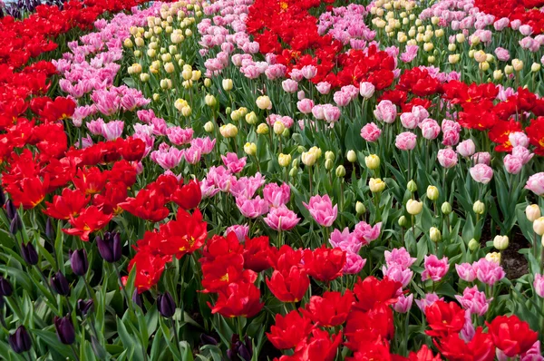 Park Bahçe güzel bahar çiçek yatakta — Stok fotoğraf