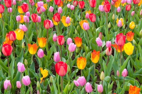 Vackra våren blomma säng i park trädgård — Stockfoto