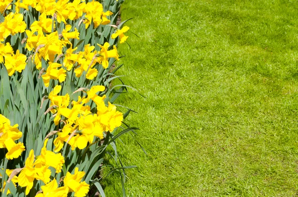 美丽的春天花床在公园花园 — 图库照片