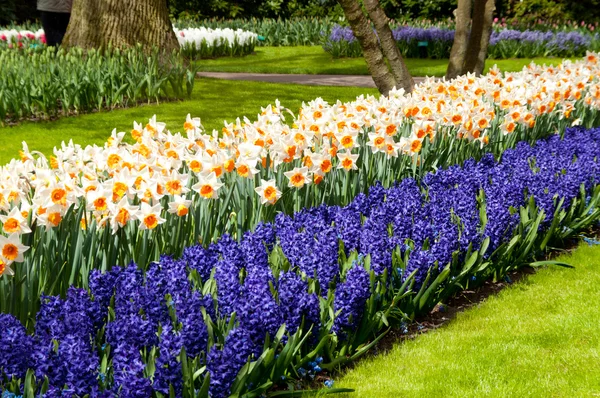 Bonito canteiro de flores primavera no jardim do parque — Fotografia de Stock