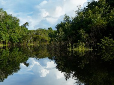 Amazon nehri, Brezilya