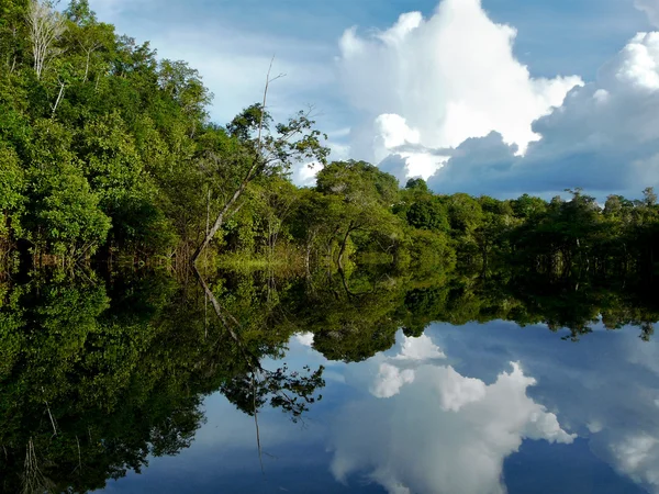 Amazonas, Brasilien — Stockfoto