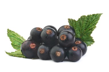 Black currant with leaf clipart