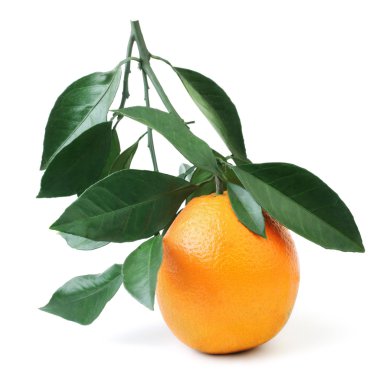 Orange fruit leaves clipart