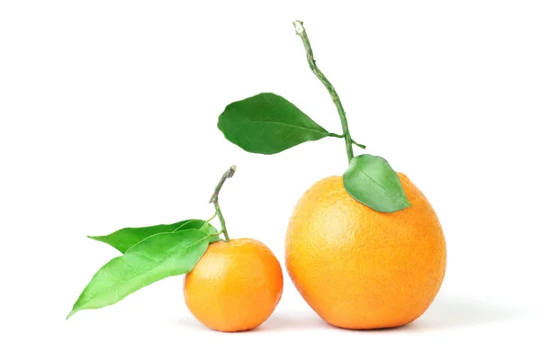 Mandarin and grapefruit citrus — Stock Photo, Image