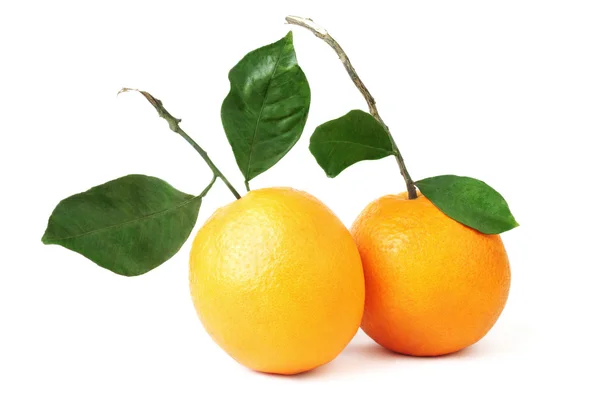 Orange fruit couple. — Stock Photo, Image