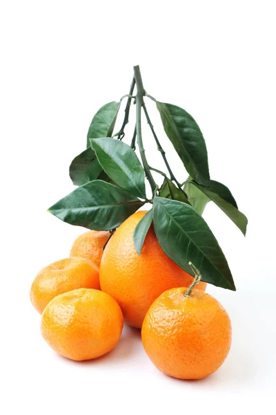 Citrusové skupiny pomeranč a mandarinka — Stock fotografie