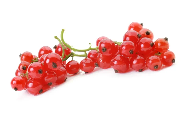 Red currant isolated on white background — Stock Photo, Image