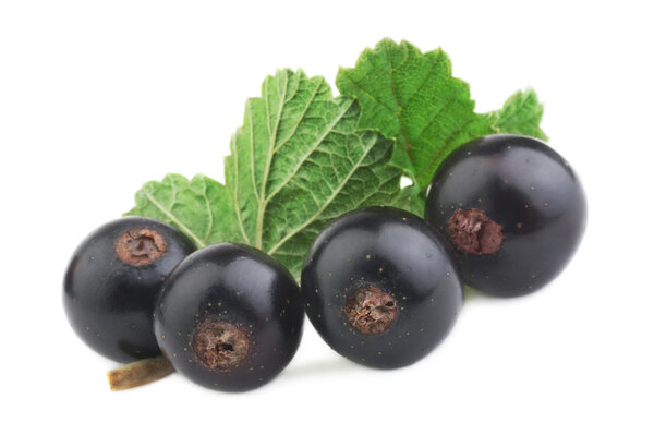 Black currant