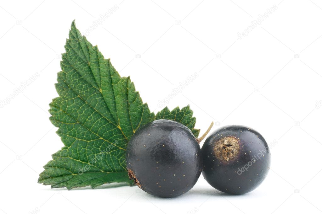 Black currant with leaf