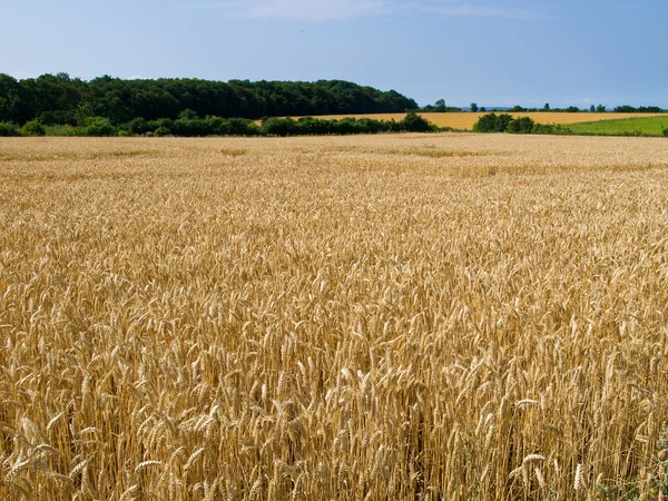 Пшеничное поле красивый пейзаж — стоковое фото