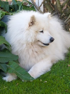 güzel samoyed köpek