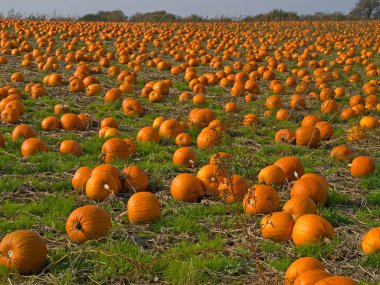 Halloween Pumpkin field background image clipart