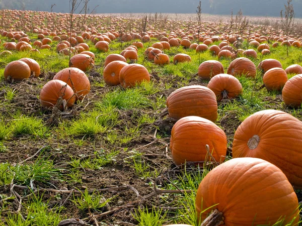 stock image Halloween Pumpkin field background image