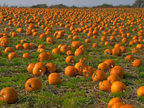 Halloween abóbora campo fundo imagem — Fotografia de Stock