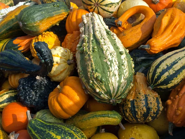 Colorful pumpkins for Halloween Scary Jack — Stock Photo, Image