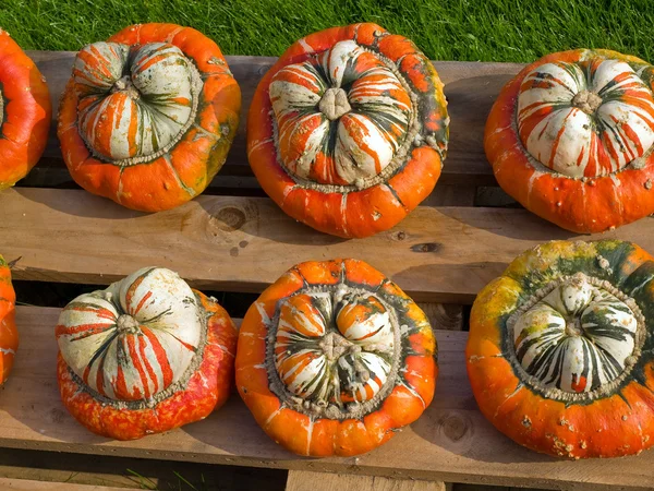 Colorful pumpkins for Halloween Scary Jack — Stock Photo, Image