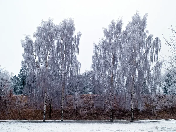 Árboles en el invierno naturaleza fondo imagen —  Fotos de Stock