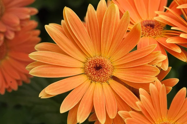 Όμορφη ζωντανή Μαργαρίτα πορτοκαλί λουλούδια — Φωτογραφία Αρχείου