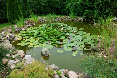 güzel klasik Bahçe balık gölet Bahçe arka plan
