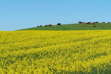 Herd of cows grazing in a field clipart