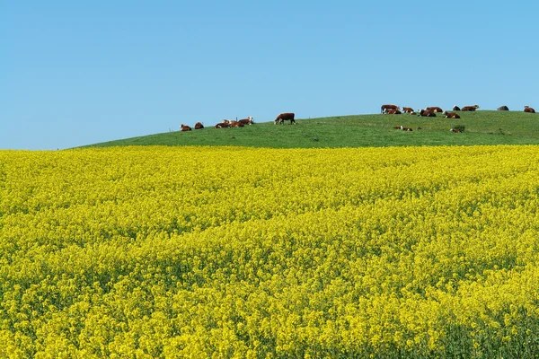 Kudde koeien die grazen in een veld — Stockfoto
