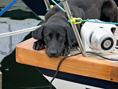 köpek ayacht üzerinde tek başına