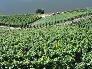 üzüm bağları mosel Almanya