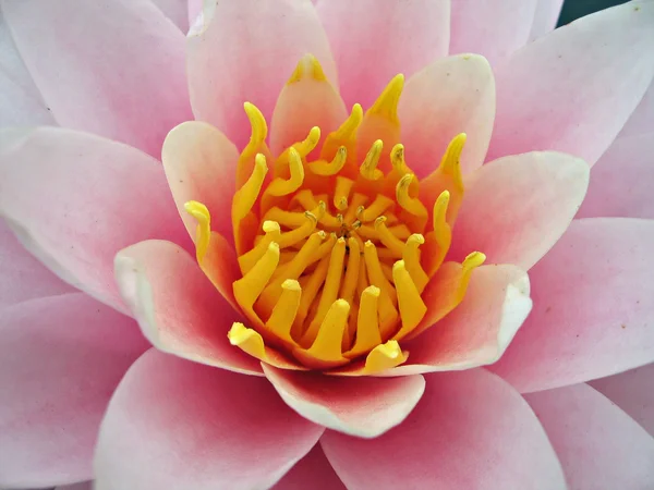 Stock image Water lilly close up