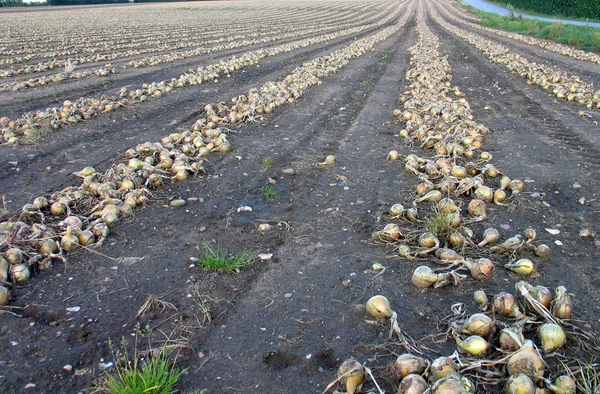 stock image Onions field