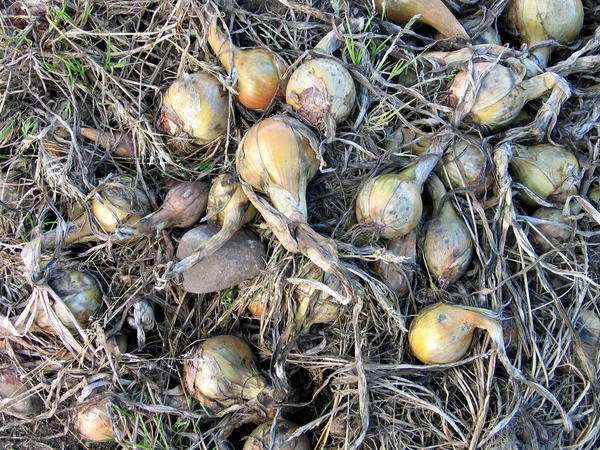 stock image Onions in a field