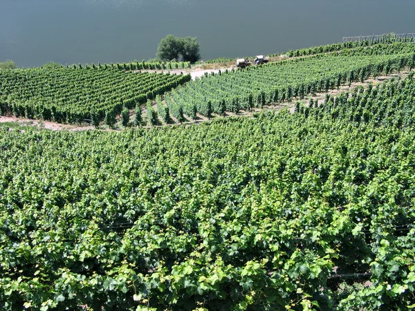 Vineyards in Mosel Germany — Stock Photo, Image