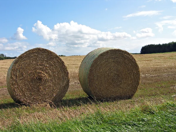 Round haystacks in a field — Stock Photo, Image