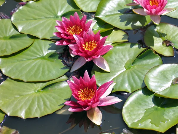 Stock image Water lillies in a pool