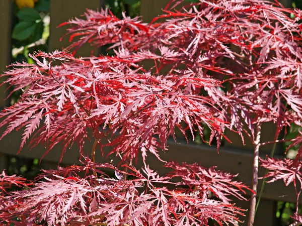 stock image Summer Japanese maple leaves