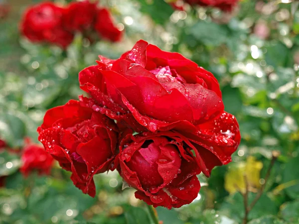 Kwitnący czerwona róża z kropelek — Zdjęcie stockowe