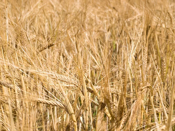Goldgelber Weizen bereit für die Ernte — Stockfoto