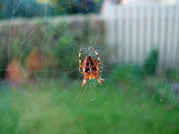 蜘蛛网上的净 — 图库照片