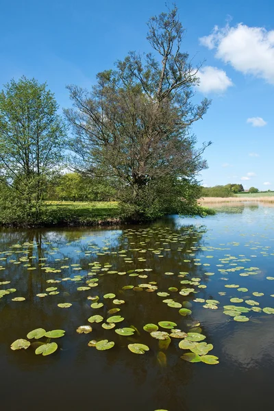 나무와 함께 침묵 아름 다운 호수 — 스톡 사진
