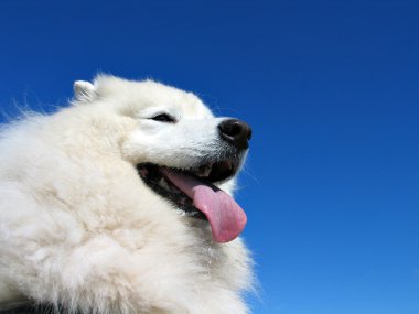 Samoyed dog