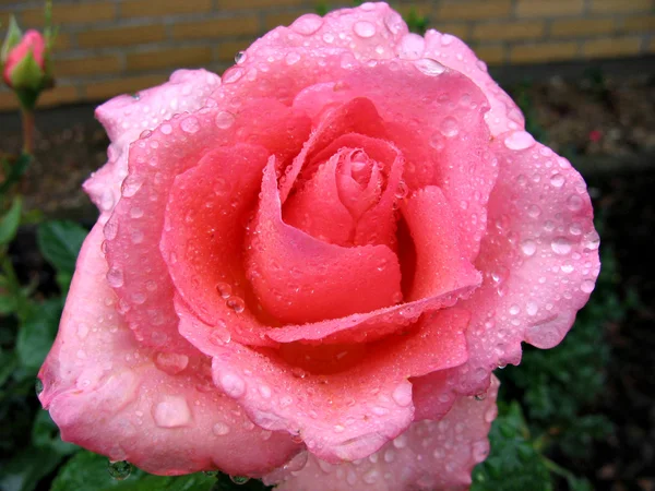 Różowa róża z kroplami rosy — Zdjęcie stockowe