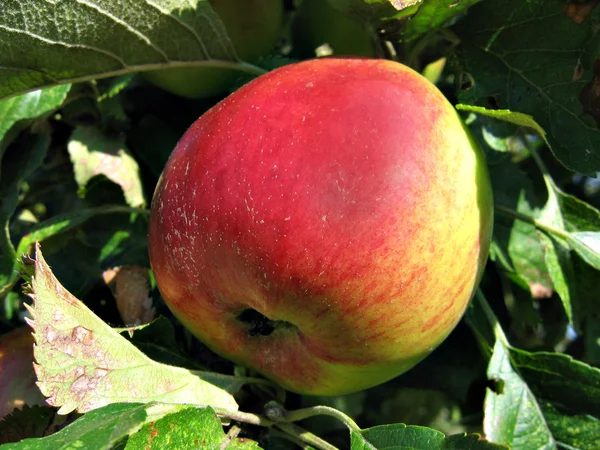 Μήλο σε δέντρο — Φωτογραφία Αρχείου