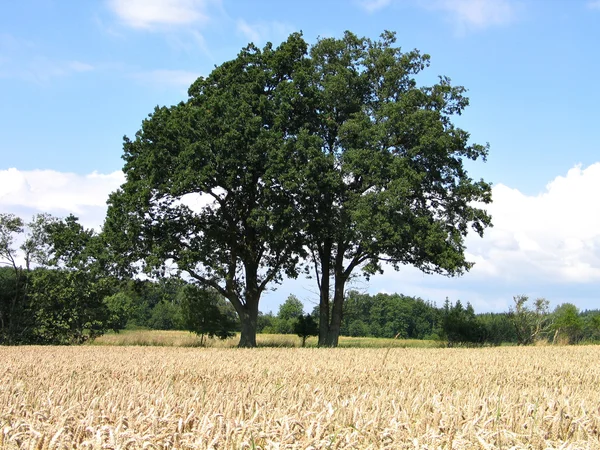 Gebied van tarwe in de zomer-Denemarken — Stockfoto