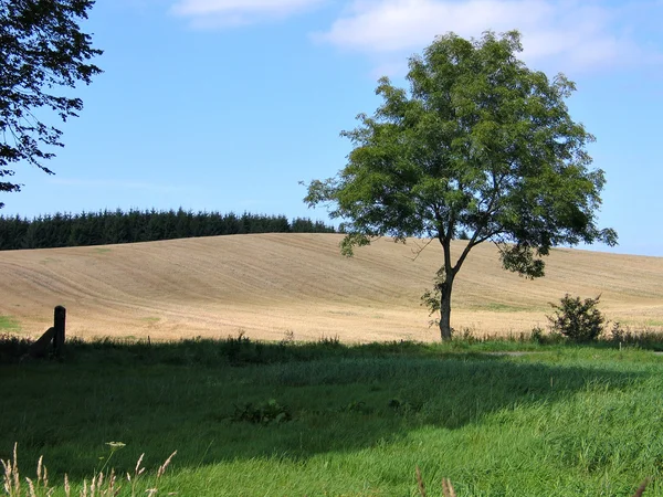 여름의 밀 밭 — 스톡 사진